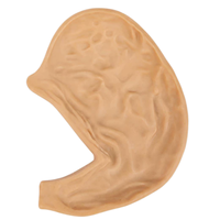 Modèle d'entraînement à l'anastomose gastrique en silicone, modèle d'organe gastrique divisé pour la pratique de la suture gastro-intestinale