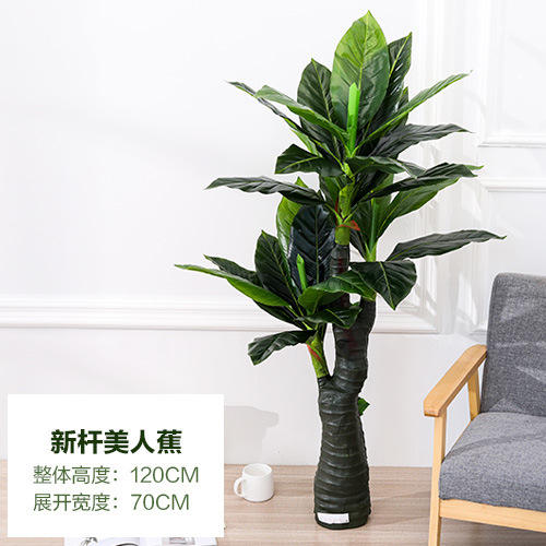 Nouveau canna de 120 cm - sans pot