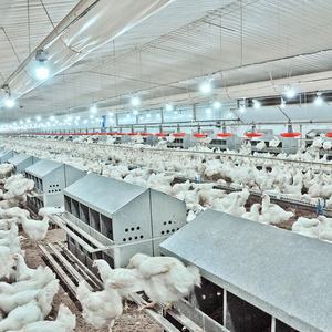 Tunnel ventilé de haute qualité de Qingdao fabriqué en Chine nouvel équipement de maison de volaille pour poulailler - Product Image 6