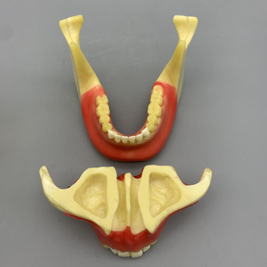 Modèle pour les étudiants à pratiquer la plantation de vis; modèle pour pratiquer avec des modèles d'os moussants - Product Image 4