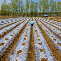 Film de paillage agricole, film de paillage biodégradable en PBAT+PLA, 20 microns, film de paillage agricole compostable
