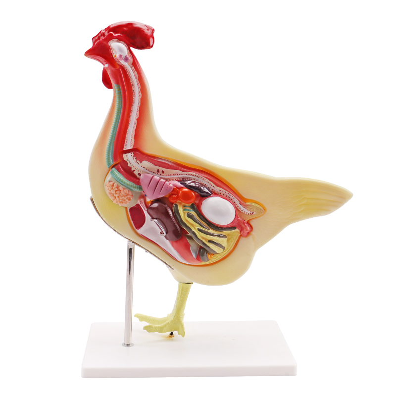 Анатомическая модель животного для студентов, обучающая модель курицы