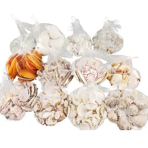 Conchas Marinas Exóticas Grandes al por Mayor, Conchas de Caracol Marinas Naturales para Decoración en <span class=keywords><strong>Venta</strong></span> - Product Image 1