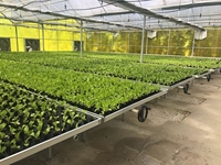 Projets clé en main culture hydroponique de tomates invernadero serre verte à vendre