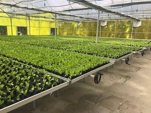 Projets clé en main culture hydroponique de tomates invernadero serre verte <span class=keywords><strong>à</strong></span> <span class=keywords><strong>vendre</strong></span> - Product Image 5