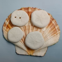 Pot tanaman cangkang Urchin laut asli warna alami/Pot bunga cangkang bulu babi laut