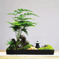 Origine des plantes en pot, plantes en pot toutes saisons, faciles à cultiver pour la décoration de jardin et de cour.