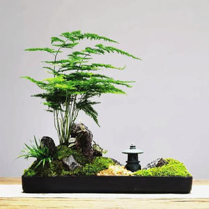 ต้นไม้กระถางที่มีต้นกำเนิดจากแหล่งนี้ ต้นไม้กระถางที่ปลูกได้ทุกฤดู ง่ายต่อการปลูกเพื่อตกแต่งสวนดอกไม้ - Product Image 2