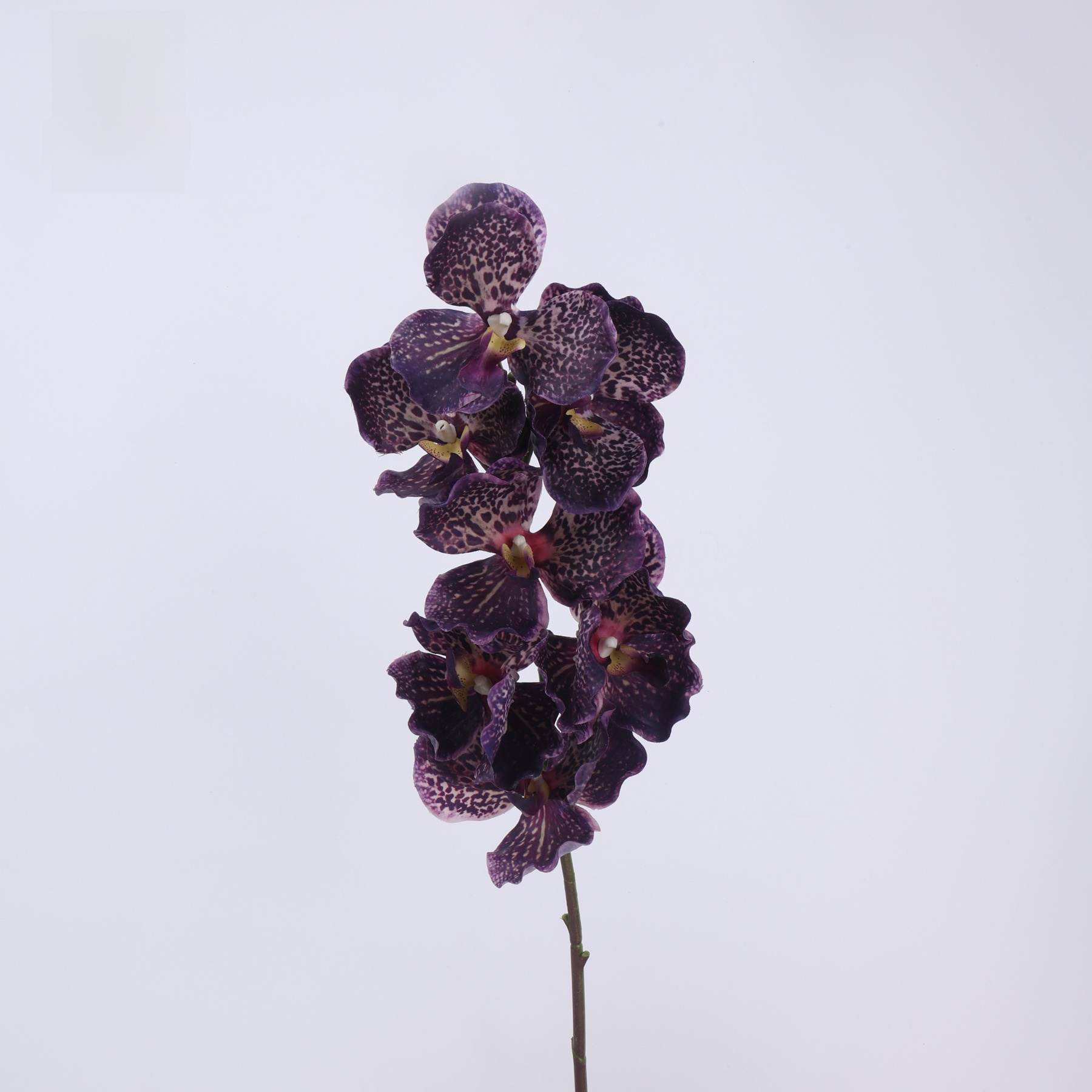 Vanda grande (viola scuro)