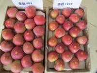 2024 Nieuwe Gewas Goede Smaak Apple China Fabriek Fruit Verse Appel Laagste Prijs