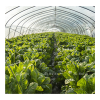 Serre agricole multi-travées monocouche en film PE blanc de grande taille pour la culture de fraises, avec structure stable, à vendre