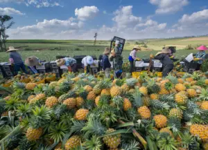 Bom preço chinês de alta qualidade por atacado de abacaxi fresco doce frutas prontas para exportação