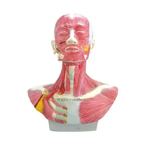 Modelo anatómico de cabeza humana, cara, cuello uterino y distribución de la arteria carótida externa.