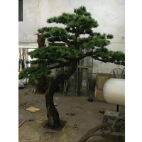 Prix d'usine personnalisé, arbre de pin artificiel en fibre de verre de 200 cm de hauteur, arbre de pin artificiel de grande taille pour l'intérieur, en vente