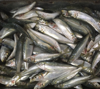 Sardines fraîches congelées 50-80g, petites sardines entières, grossiste en sardines, poisson rond entier