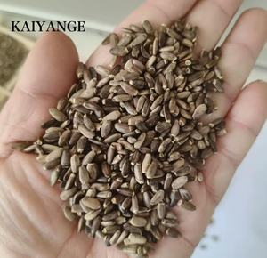 KAIYANGE - Té de Hierbas Secas 100% Orgánico al por Mayor, Semillas de <span class=keywords><strong>Cardo</strong></span> Mariano en Caja, Té Especial Desintoxicante en Bolsitas, Saboroso y Saludable para la Función Hepática - Product Image 3