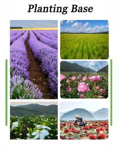 Aceite Esencial de Agujas de Pino Puro de Primera Calidad con Aroma a Bosque, Purificador de Aire, Proveedor Directo, para Sauna y Vapor - Product Image 5