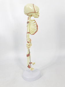 Modèle anatomique du squelette <span class=keywords><strong>de</strong></span> fœtus âgé <span class=keywords><strong>de</strong></span> 30 semaines, structures anatomiques détaillées, matériau PVC écologique, certifié CE pour <span class=keywords><strong>la</strong></span> science - Product Image 3