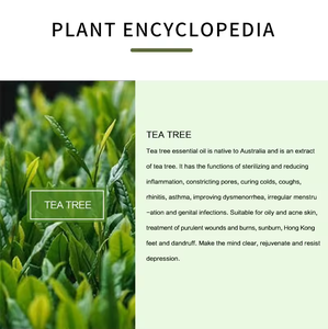 OEM tinh chất cây trà giữ ẩm làm trắng chống lão hóa, chống ở lại, chống mụn trứng cá tinh chất cây trà dầu chăm sóc da mặt - Product Image 5