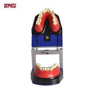 Addestramento ortodontico dei denti dentali modello typo't - Product Image 3