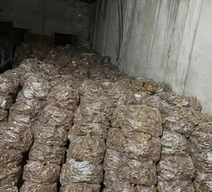 Racine de gingembre fraîche d'origine du Vietnam à haute teneur en huile pour les extraits de thé et la transformation des aliments - Product Image 4