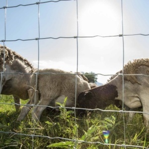 Clôture pour bétail facile à installer, grillage galvanisé à chaud, barrière multi-espèces pour bovins, ovins, porcins - Product Image 2