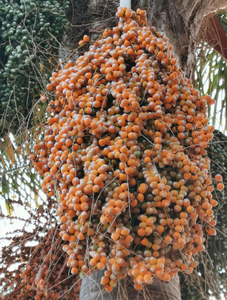 Поставка от производителя: Чистый натуральный экстракт ягод пальметто (<span class=keywords><strong>Saw</strong></span> <span class=keywords><strong>Palmetto</strong></span>) с 45% жирных кислот для добавок - Product Image 3