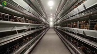 Système de cages en batterie de type H entièrement automatique pour 20 000 poulets, galvanisé à chaud, directement de l'usine, pour poulaillers