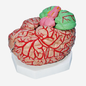 GelsonLab HSBM-174 Cao Chất Lượng Con Người Não Phải Mô Hình Với Chức Năng Khác Nhau Khu Vực - Product Image 5