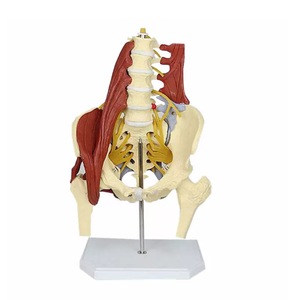 KyrenMed Life Model tulang belakang Lumbar dewasa manusia dengan Model anatomi tulang belakang otot lantai panggul Unilateral PVC - Product Image 1