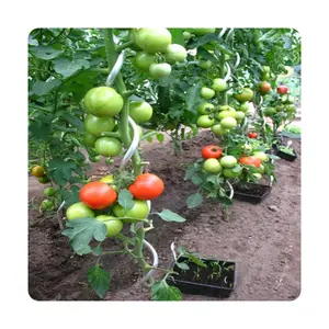 6.5mm stainless steel tomato spiral plant support spiral tomato cages