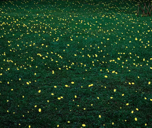 Projecteur extérieur IP67 lumière laser étoile effet luciole Projection projecteurs laser luciole mobiles - Product Image 1