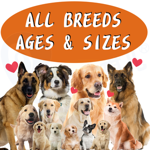 Adesivo de logotipo personalizado para animal de estimação, cuidados de saúde para animais de estimação, digestivo, suplemento probitico para animais de estimação - Product Image 5