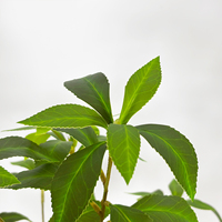 Arbre artificiel de Pieris vert haute simulation de 70 cm, plantes artificielles de type bonsaï pour la décoration intérieure de la maison et du bureau
