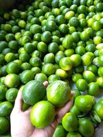 Vietnam citron vert frais sans pépins/fruit de cirque vert/citron vert frais sans pépins LINDA WHATSAP LINDA 0084 989 322 607