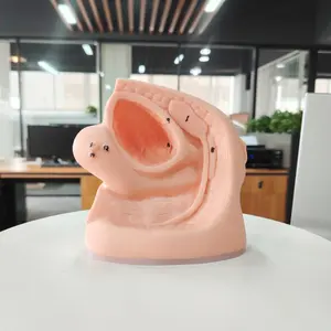 Modelo de <span class=keywords><strong>genitales</strong></span> <span class=keywords><strong>internos</strong></span> y externos de ciencia médica femenina de PVC DARHMMY con cateterismo para entrenamiento en Escuela de Enfermería - Product Image 2