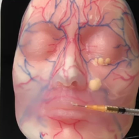 Modelo Facial Transparente Zhizao para Inyecciones Viales y Nerviosas, para Entrenamiento de Vasos Sanguíneos, Modelo Facial Médico y Cosmético
