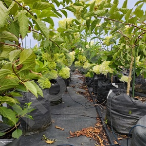 Bolsa de cultivo de plantas de PP para exteriores HOKBG, macetas y jardineras de jardín, bolsas de cultivo de verduras para plantas, macetas y jardineras, precio de fábrica - Product Image 4