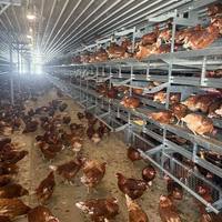 Système de cages automatiques de type H pour l'élevage de poules pondeuses, aviculture moderne et équipée