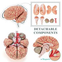 Modelo Anatómico del Cerebro con 9 Partes, Suministro de Fábrica China, Herramienta de Enseñanza de Ciencias Médicas para Entrenamiento Cerebral, CE/ISO