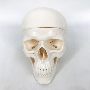 Modèle de crâne adulte, sculpture de crâne, échelle 1:1, pour l'enseignement et l'anatomie médicale. - Product Image 1