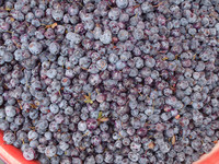 Europese Bosbes/Vlierbessen/Moerbei Fruit/Zwarte Bessen/Blueberry Extract 25% Anthocyanidins Extract