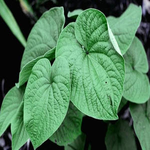 GMP標準KavalactoneパイパーMethysticumエキス食品グレード<span class=keywords><strong>Kava</strong></span>根サプリメントパウダー100% 天然ドラム - Product Image 6