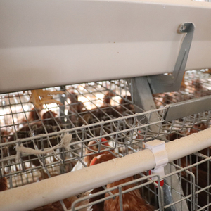 Yüksek kalite tam otomatik 3-Tier sıcak daldırma galvanizli yumurta tavuk yetiştirme kafes 10000 tavuk kümesi kullanımı kolay - Product Image 6