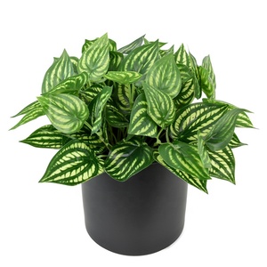 Bán Nhà Máy Variegated Faux Dưa Hấu Lá Cây Nhân Tạo Để Trang Trí Hoa - Product Image 1