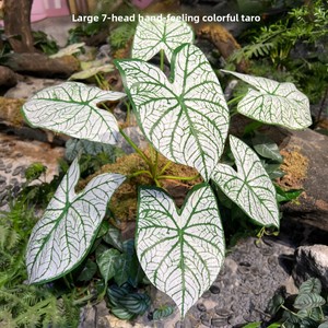 7 Hojas Artificiales de Monstera y Filodendro de Tacto Real para Decoración de Bodas Estilo Selva Tropical, Venta al por Mayor - Product Image 4