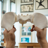 DARHMMY modelo de pelvis femenina de tamaño natural modelo anatómico de esqueleto humano para ciencia médica
