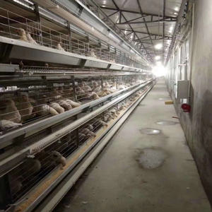 Venta caliente 250 <span class=keywords><strong>pájaros</strong></span> capacidad jaula capa <span class=keywords><strong>segunda</strong></span> <span class=keywords><strong>mano</strong></span> pollo <span class=keywords><strong>jaulas</strong></span> <span class=keywords><strong>para</strong></span> 2000 <span class=keywords><strong>pájaros</strong></span> pequeñas granjas - Product Image 6