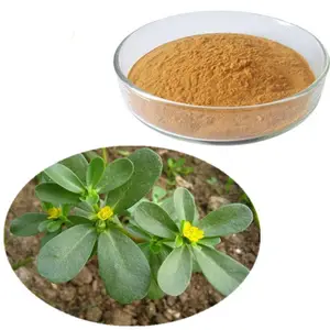 Hot Sale 20% Bacopasides Brahmi Powder Bacopa Monnieri Extract