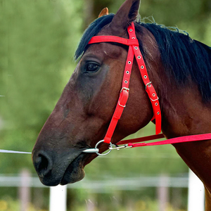 Bridon d'entraînement pour chevaux, design durable et confortable, cuir véritable de haute qualité, personnalisable, OEM NAFKO - Product Image 4
